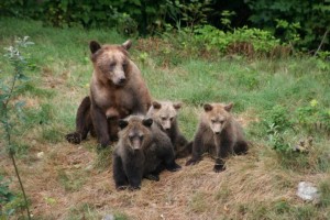 four grizzly cubs