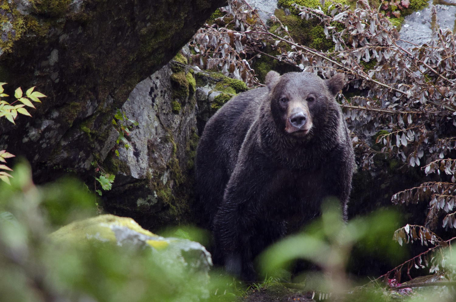 Grizzly Bear Tours & Wildlife Tours & Knight Inlet Adventures