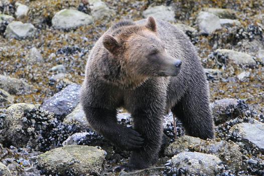 Sealions – Coastal Vancouver Island | Grizzly Bear Tours & Whale ...