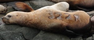 sea lion with brand