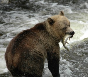 grizzly caught salmon