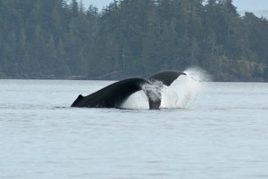 Humpback whale tail slapping