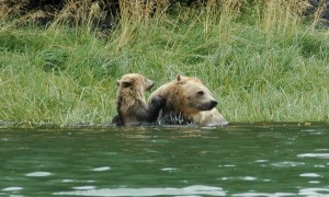 grizzly mother and cub playing