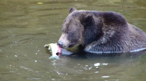 Grizzly eating salmon