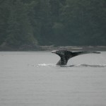 Hunpback whale