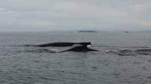 Humpback Whale and Calf