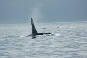 Resident male orca