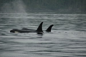 Resident Orca