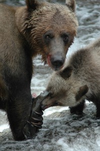 Mother and cub