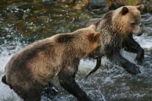 Grizzly siblings fishing