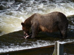 Grizzly Bear eating salmon