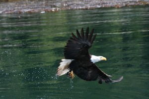 Bald Eagle with catch