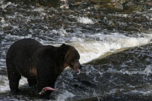 Grizzly selective feeding