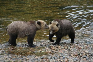 grizzlies kissing
