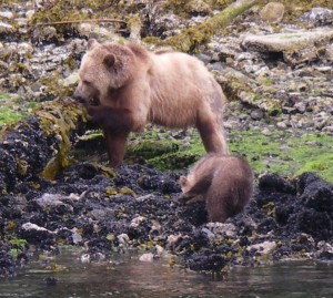 Grizzly cub turning rocks