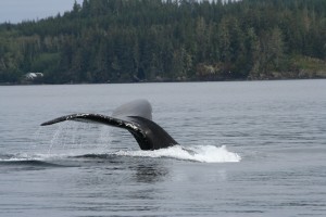 Humpback whale dive