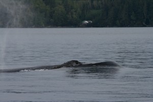 July 23 Humpback whale