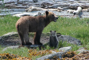 Grizzly moher & cub