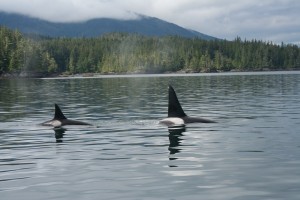 Killer Whales (orca)