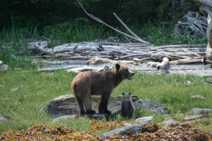 Grizzly and cub