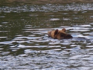 Grizzly swimming