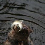 Grizzly eating