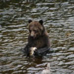 Grizzly eating