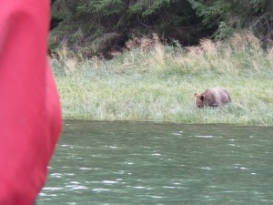 grizzly grazing