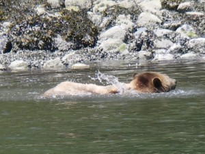 Grizzly enjoys the water