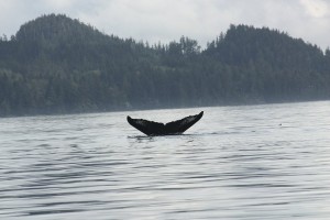 Humpback whale fluke 