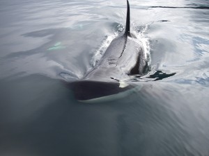 orca close