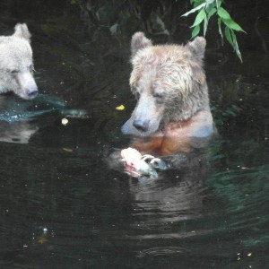 grizzly bear examines salmon