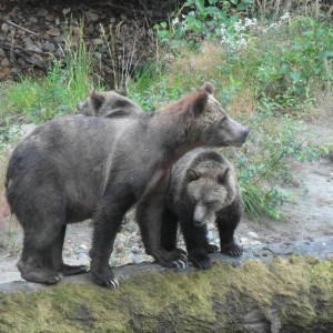 Twin grizzlies