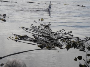 humpback in kelp 