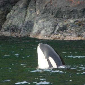 spy hopping orca