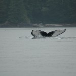 Humoback whale fluke