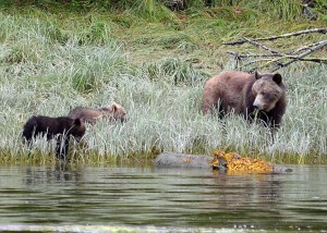 spring grizzly cubs