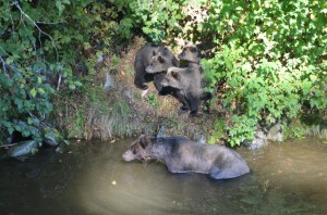 family of grizzlies at river