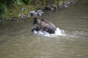 grizzly splash fishing