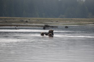 grizzly family in water