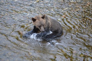 grizzly misses salmon