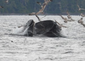 lunging humpback whale