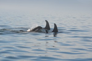 orca calf