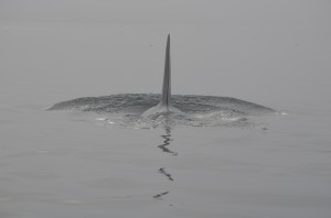 misty orca