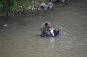 grizzly eating salmon