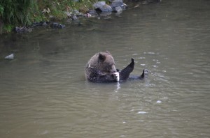 Grizzly Eating 2
