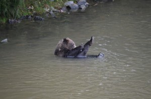 Grizzly Eating 4