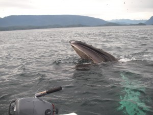 very close whale