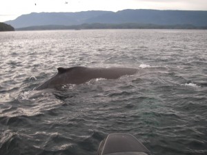 humpback near boat