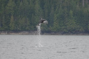 leaping dolphins